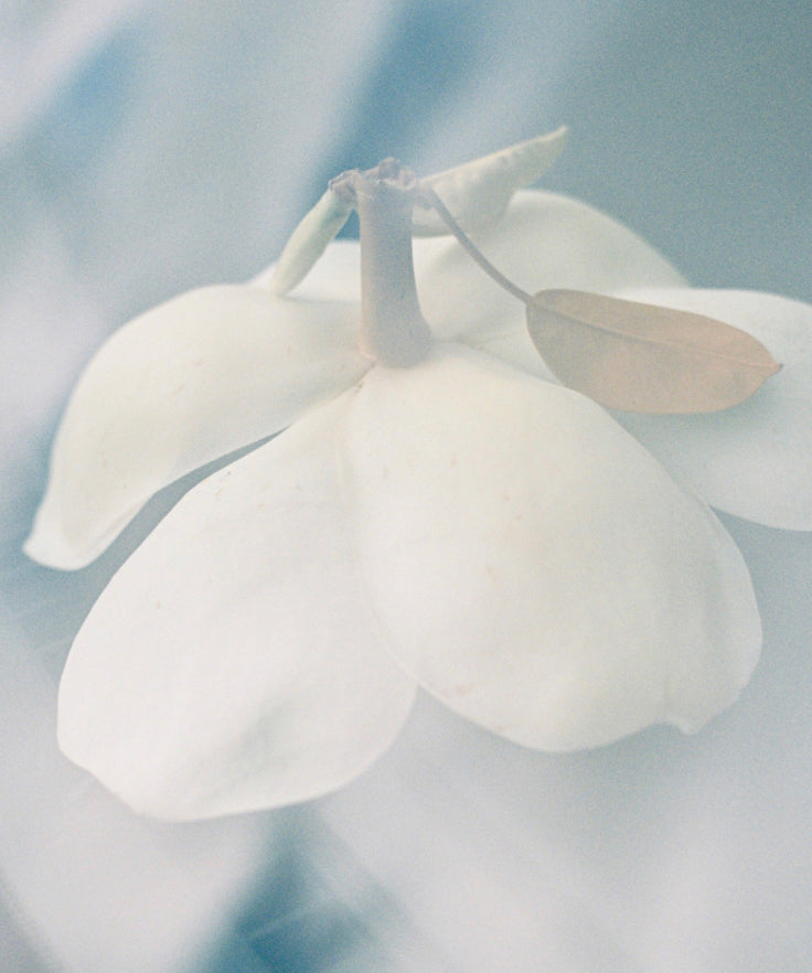 A white flower