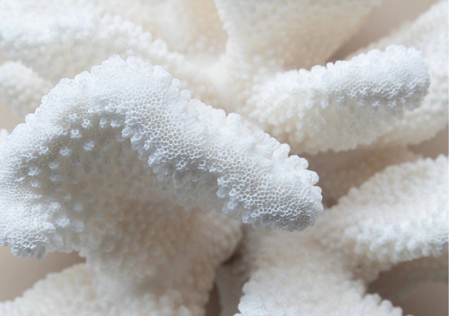 Close-up of white coral