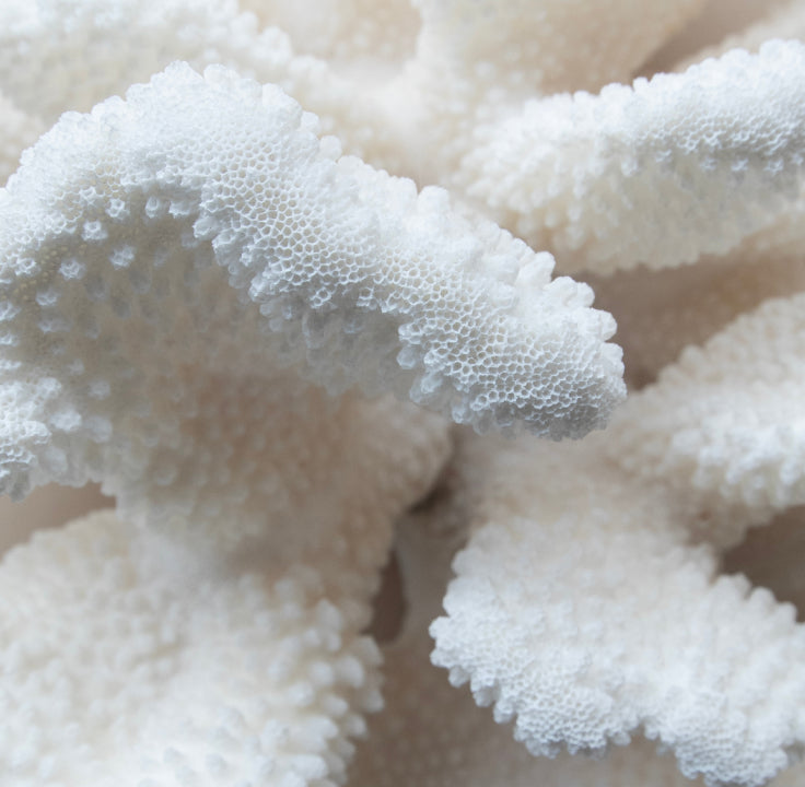 Close-up of white coral