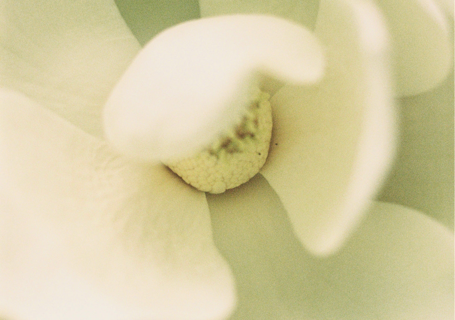 Close-up of a flower