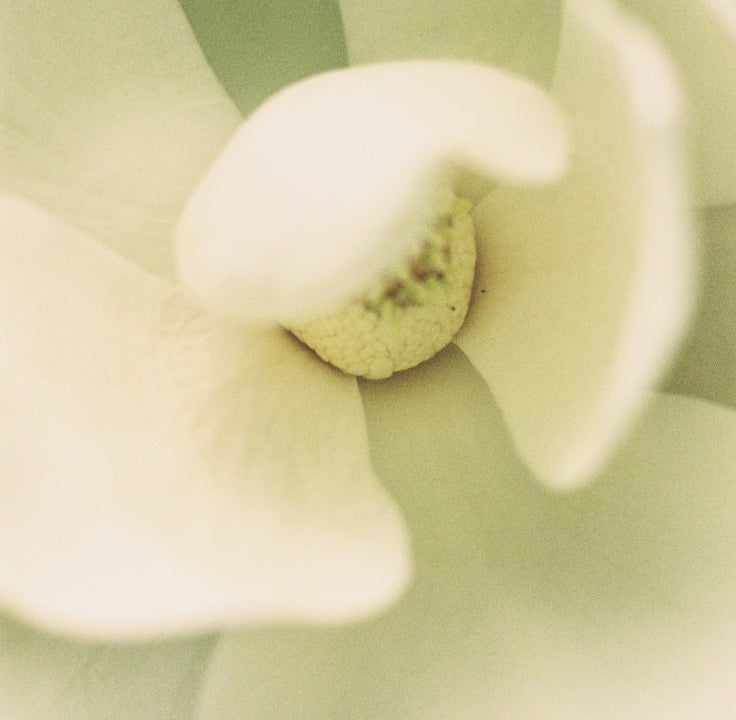 Close-up of a flower